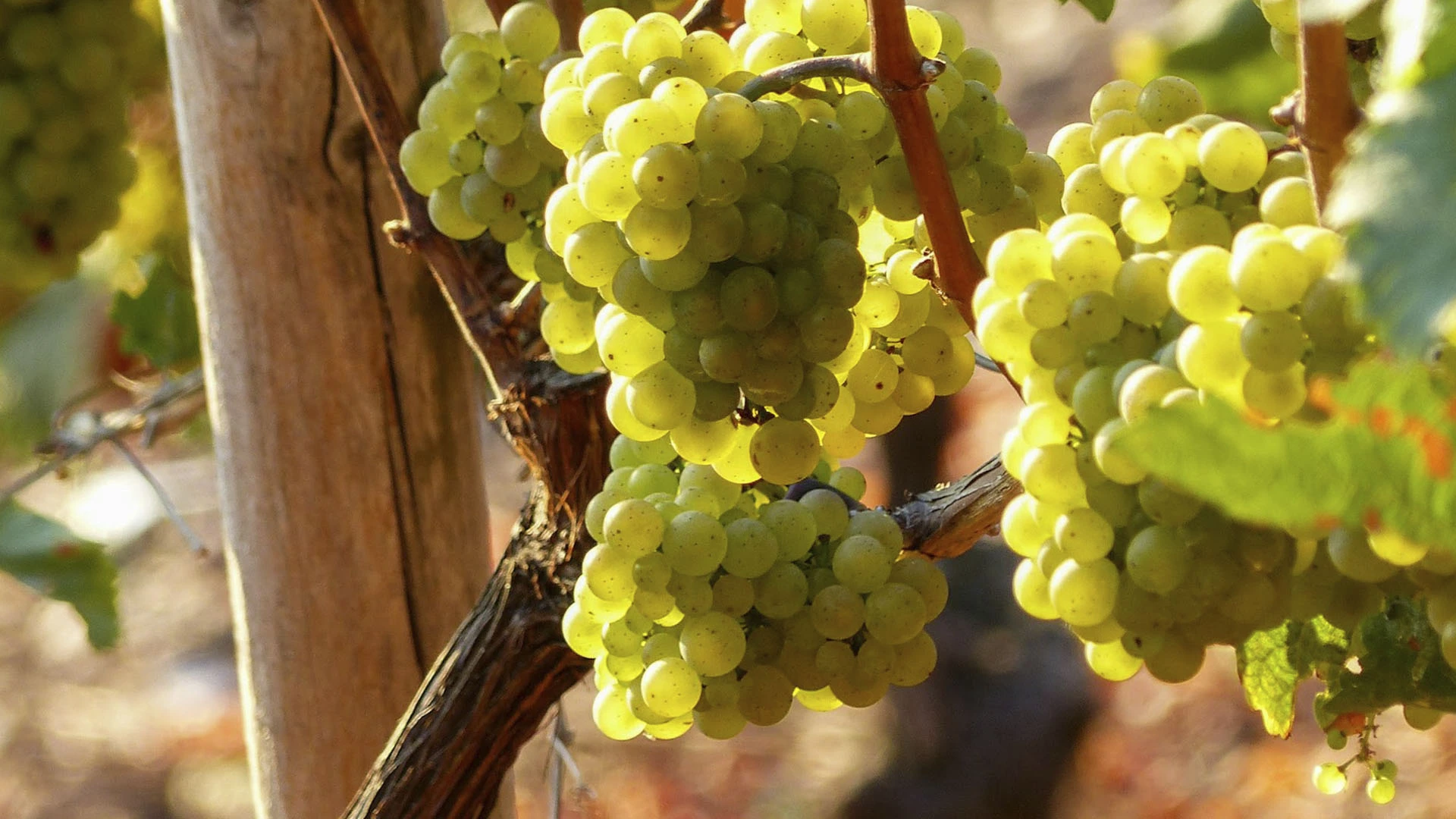 Trebbiano
