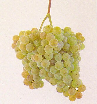 Albarino