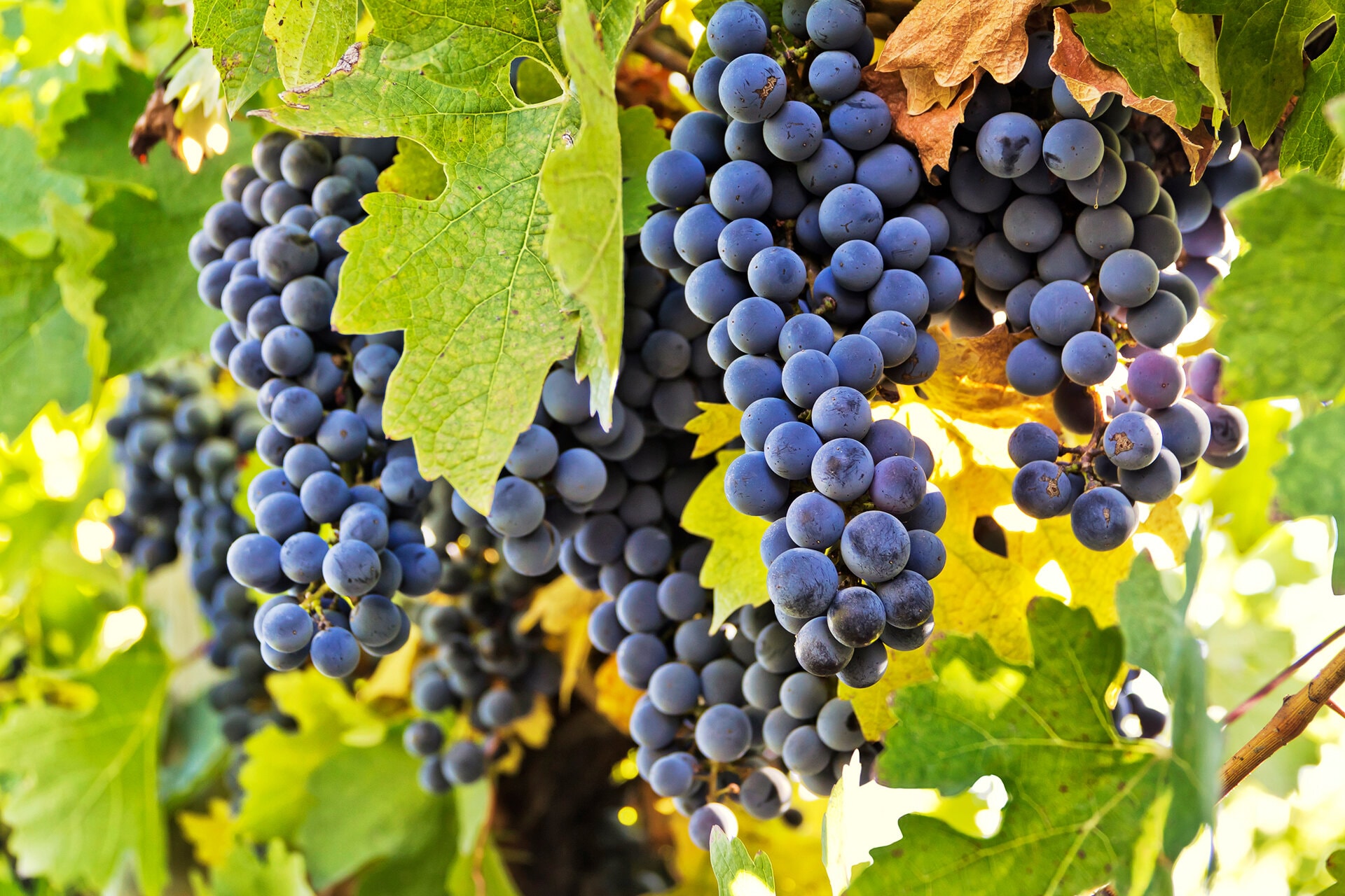 Carmenère