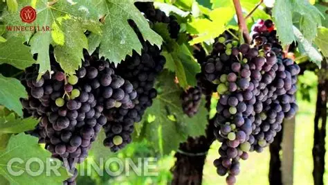 Corvinone