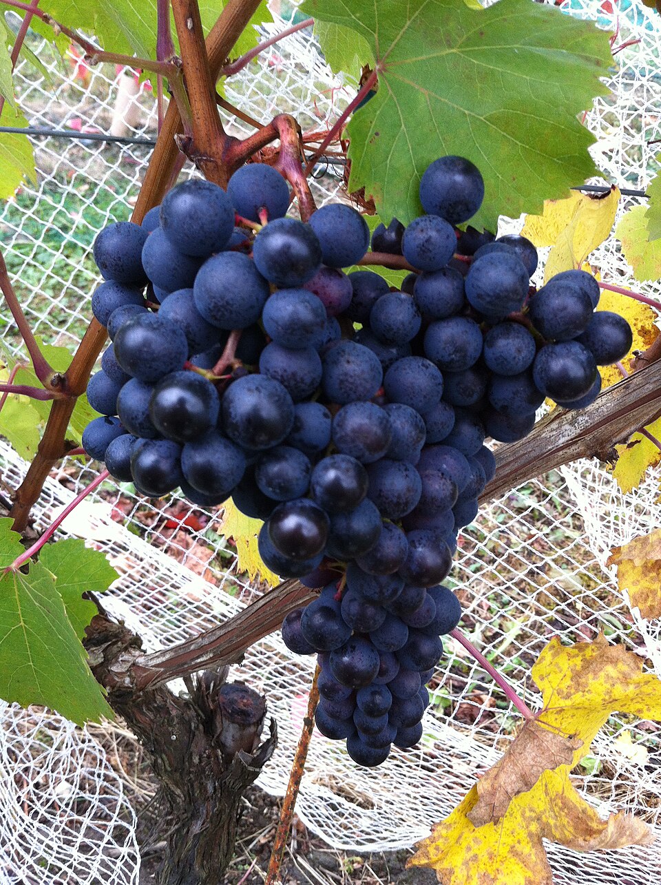 Albarossa