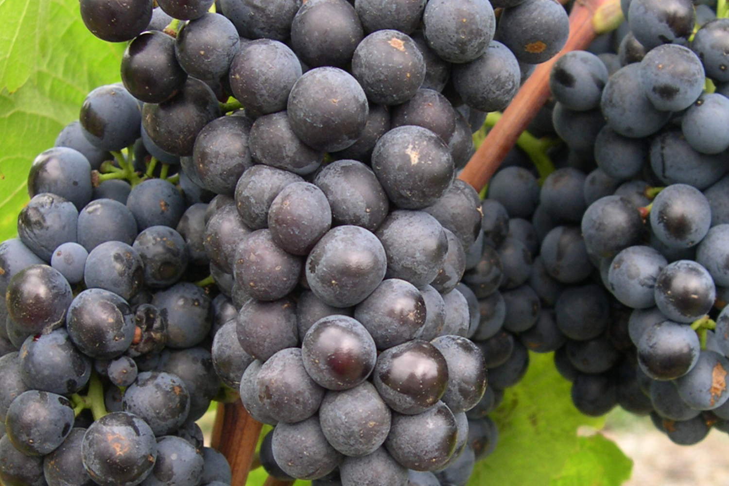 Gamay