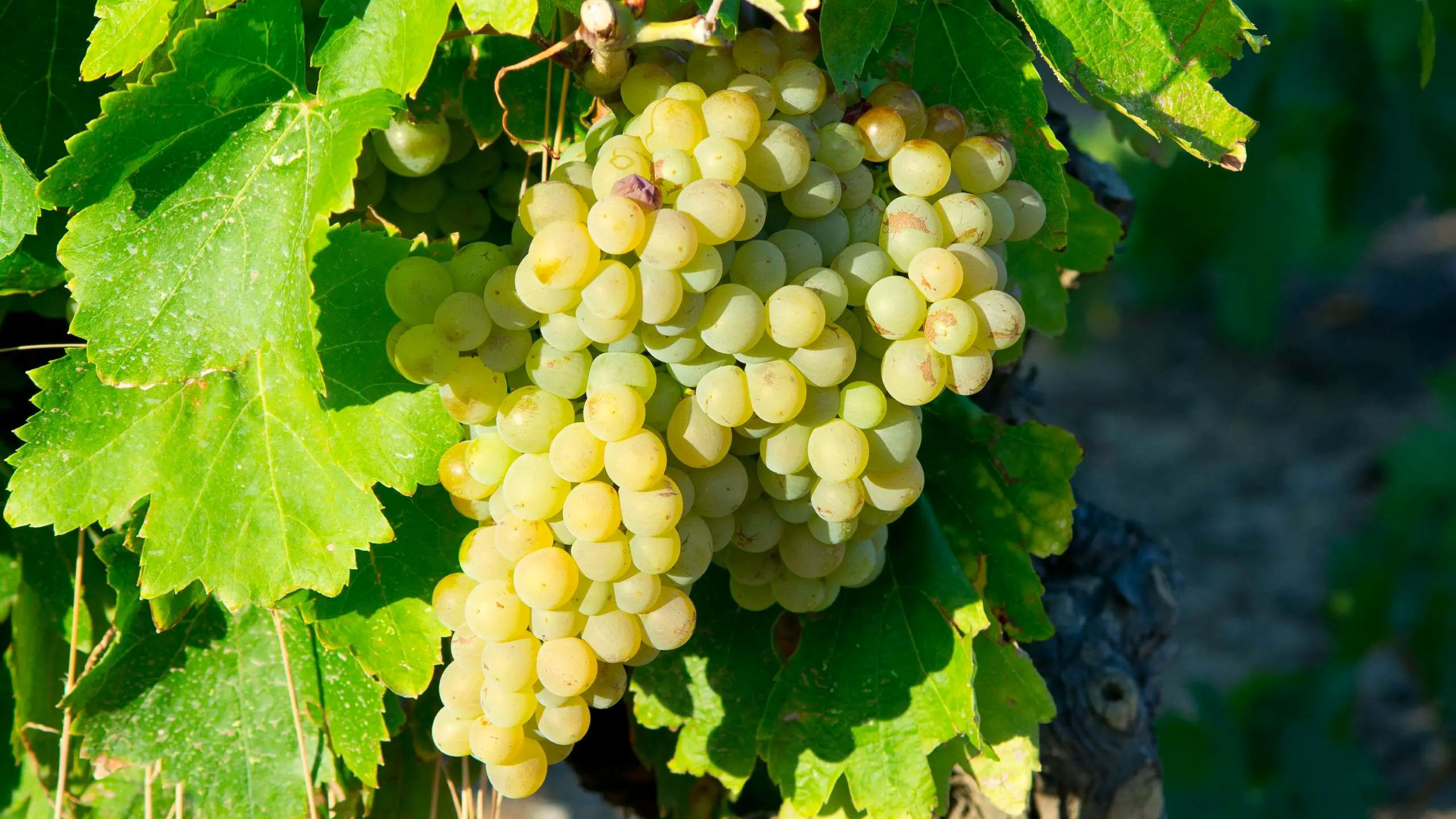 Garganega