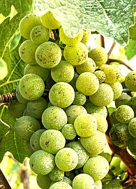 Grechetto