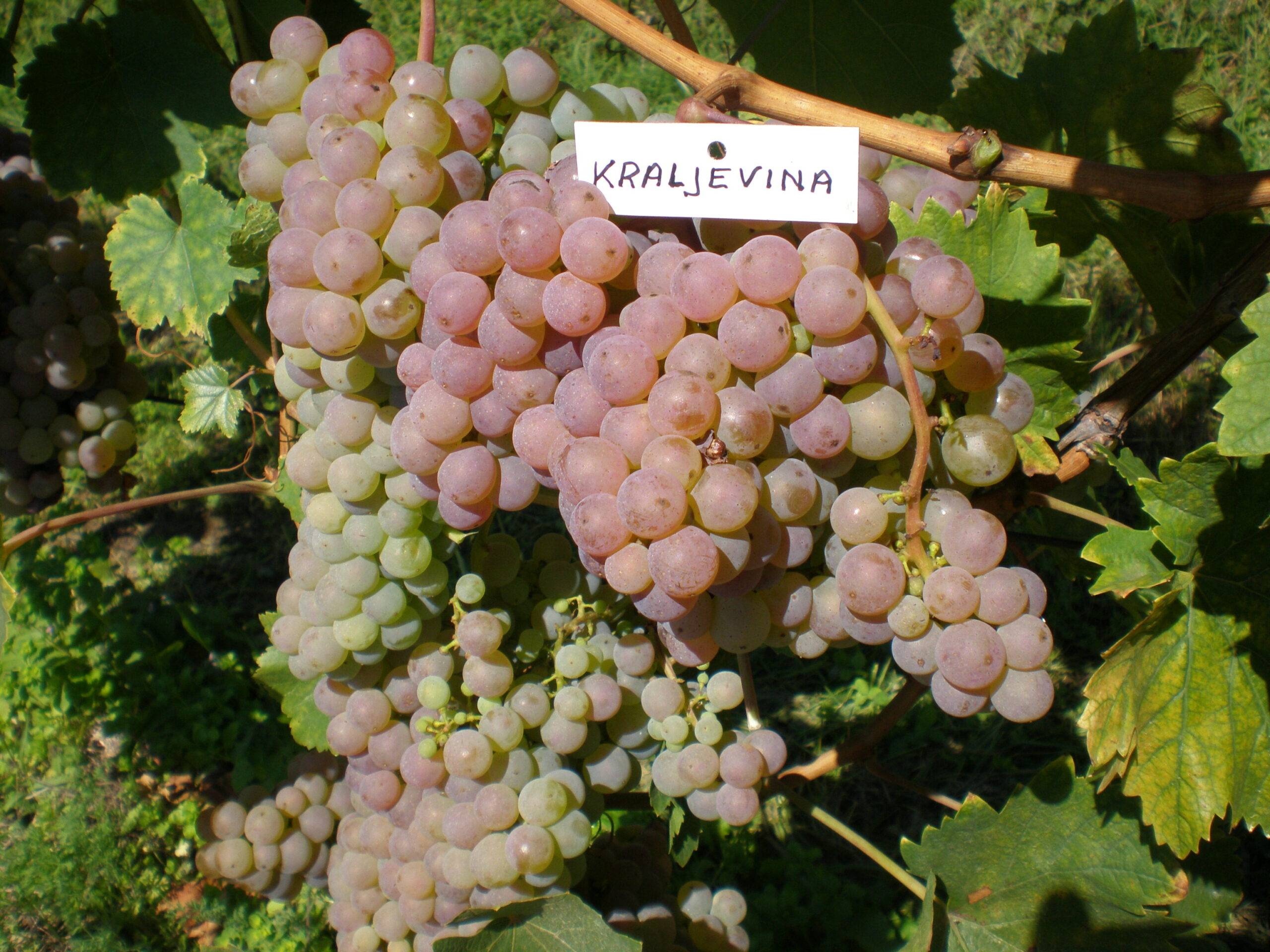 Kraljevina