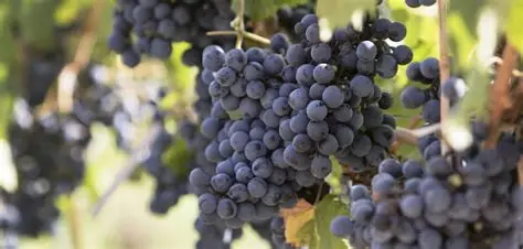 Malbec