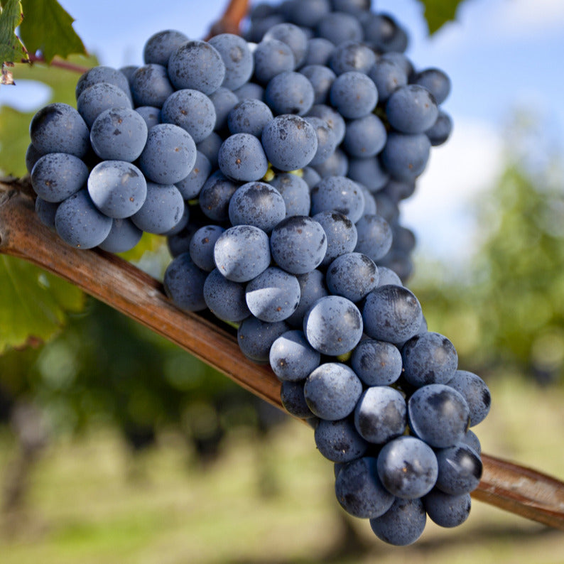 Merlot