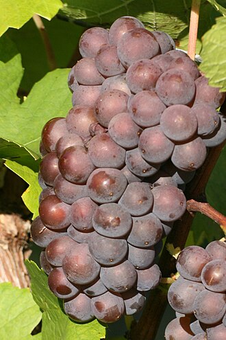 Pinot Gris