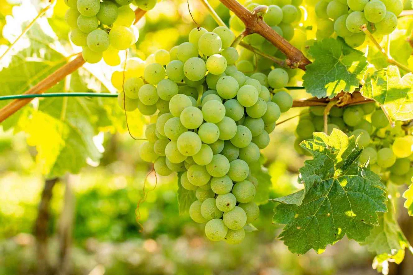 Vermentino