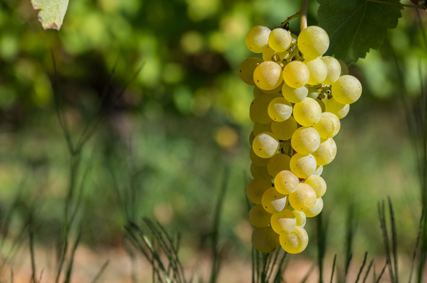 Vernaccia