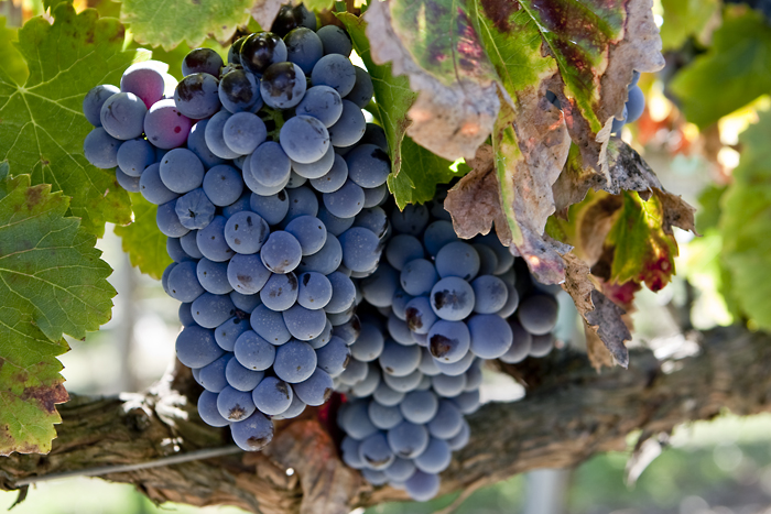 Garnacha