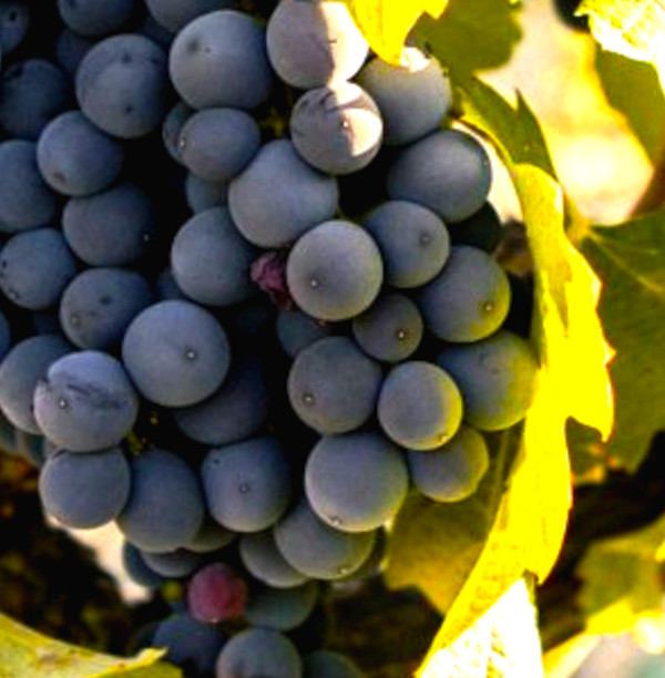 Monastrell