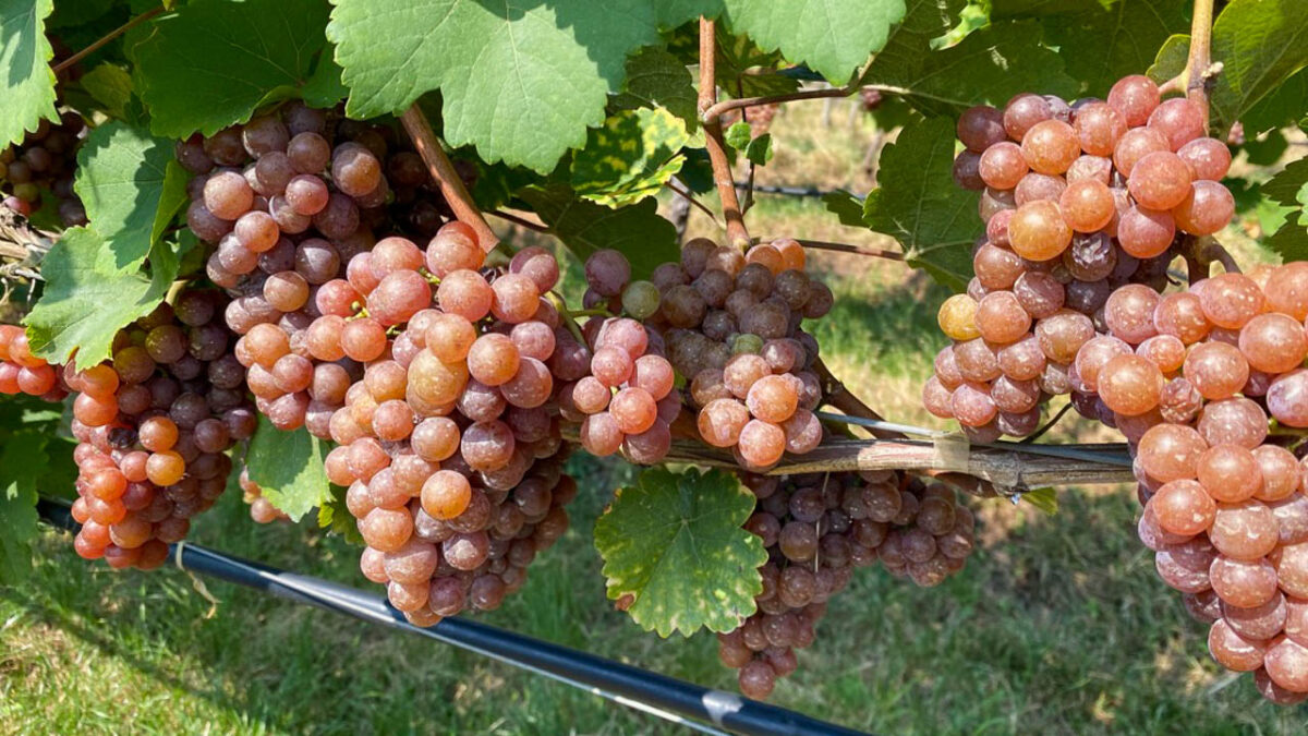 Pinot Grigio