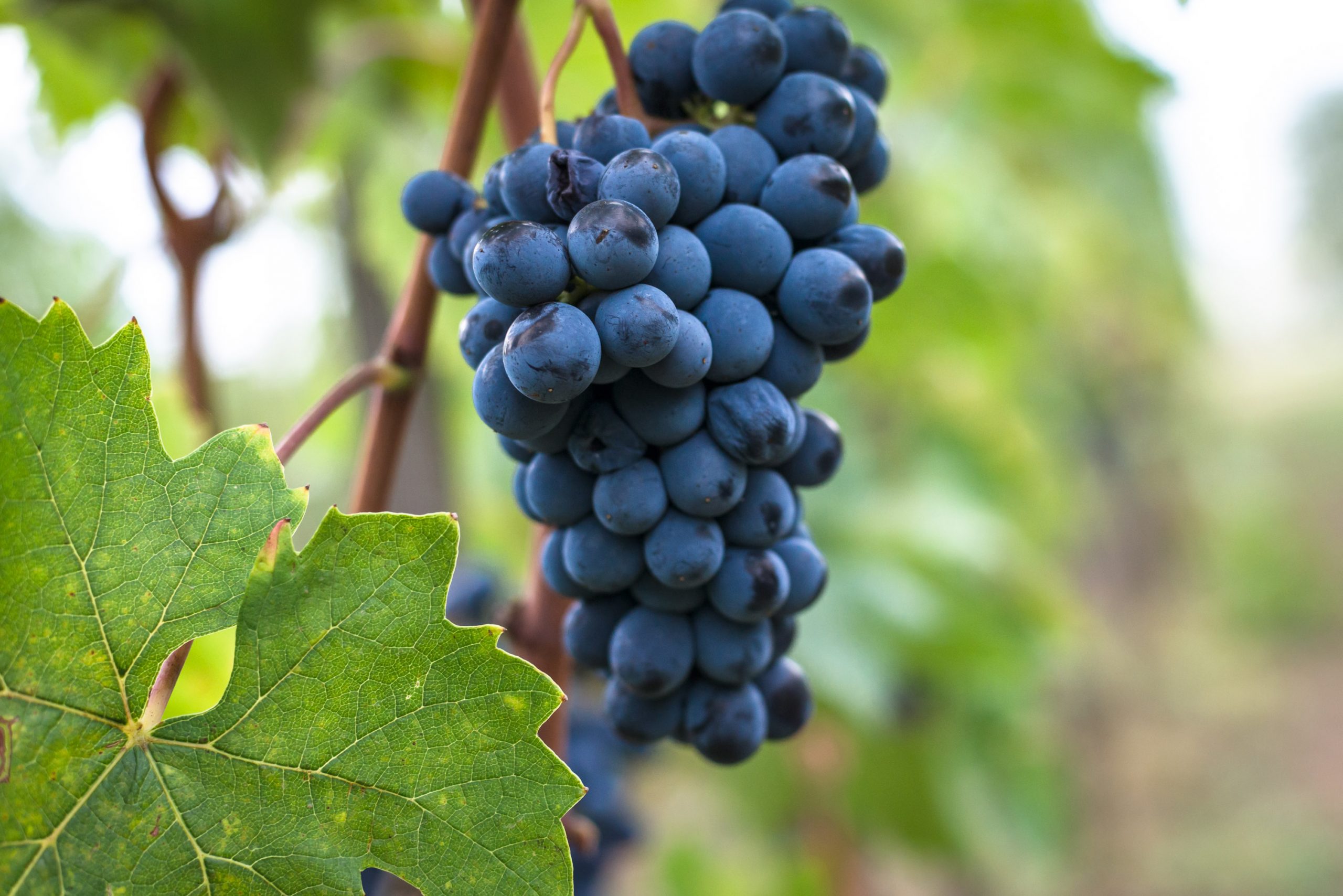 Sangiovese