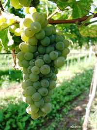 Sauvignon Blanc