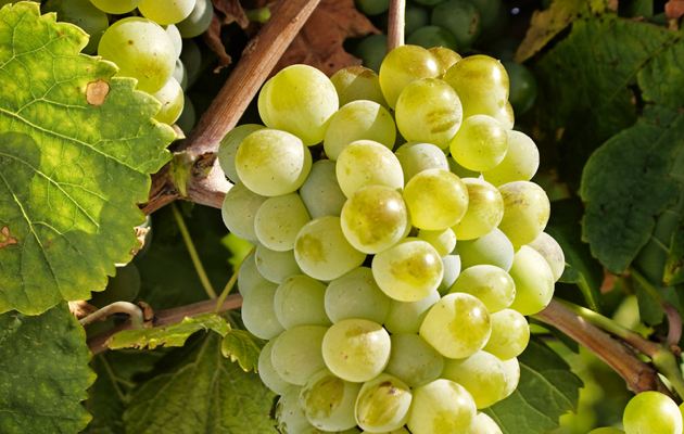 Verdejo