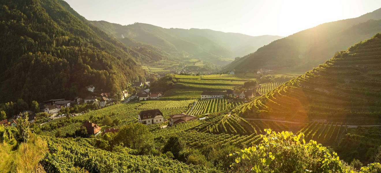 Oostenrijk is een wijnland dat bekendstaat om zijn kristalheldere, elegante en gastronomische wijnen. Het koele Alpenklimaat, de steile terrassen en de mineraalrijke bodems zorgen voor wijnen met spanning, frisheid en precisie.
Hoewel Oostenrijk kleiner is dan veel andere wijnlanden, behoort het tot de absolute top als het gaat om kwaliteit en authenticiteit. Hier vind je wijnen die zowel liefhebbers als sommeliers weten te verrassen.