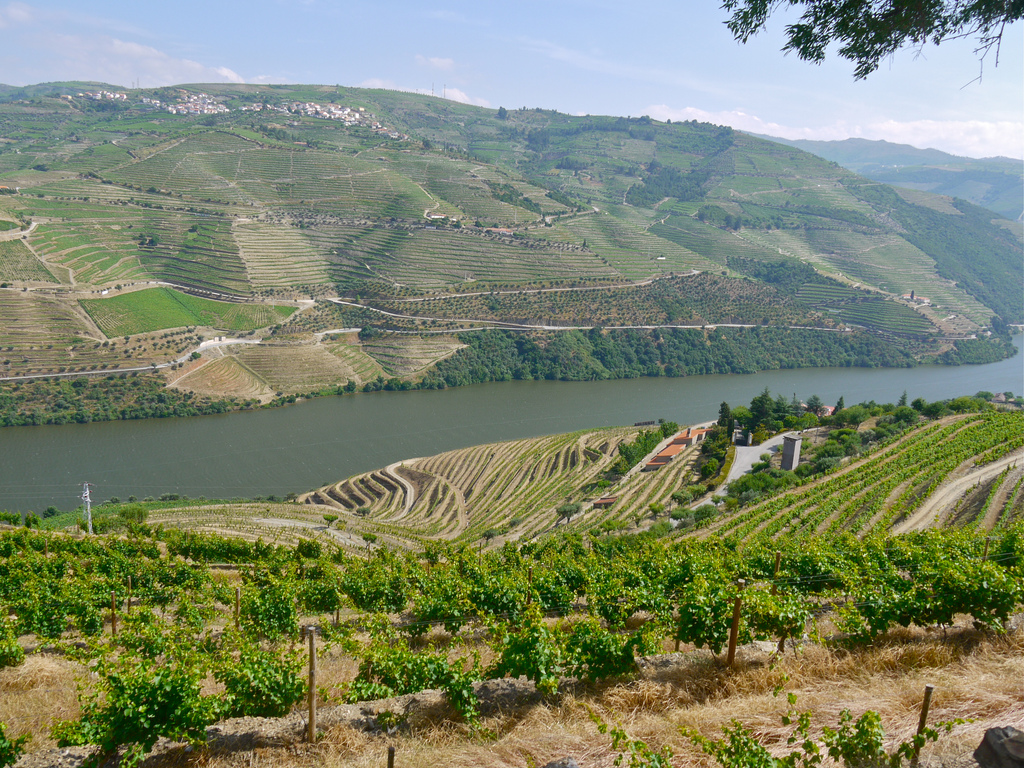 Portugal is een van de meest onderschatte maar meest fascinerende wijnlanden van Europa. Het land barst van de inheemse druivenrassen, unieke terroirs en eeuwenoude tradities. Van de ruige, terrasvormige wijngaarden langs de Douro tot de frisse Atlantische kust in Vinho Verde: Portugal biedt een ongekende diversiteit aan stijlen.Het resultaat? Wijnen met een ziel. Puur, expressief en altijd herkenbaar Portugees.